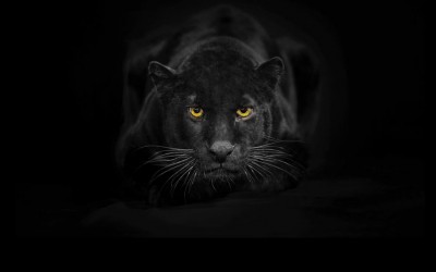 Schamanisches Krafttier Jaguar